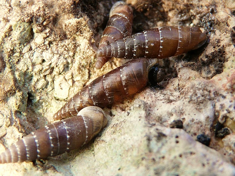 Siciliaria gibbula dal gargano